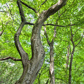 Charme - Charme - Carpinus betulus