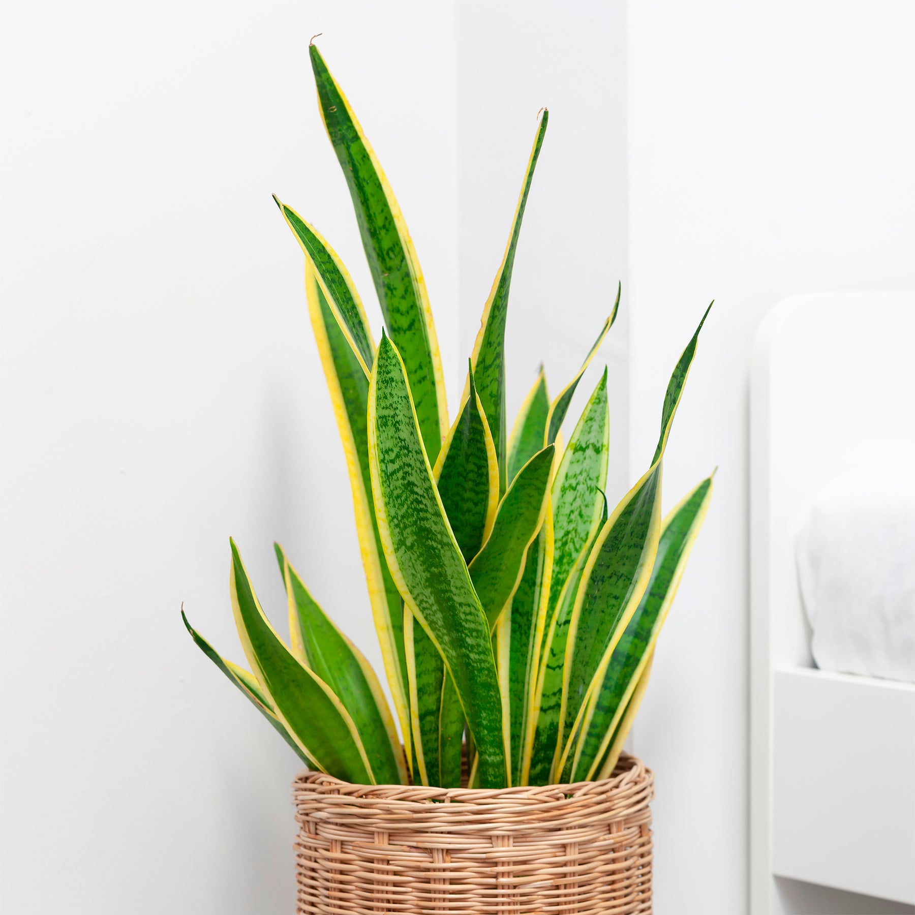 Sansevière futura Superba - Sansevieria futura Superba - Willemse