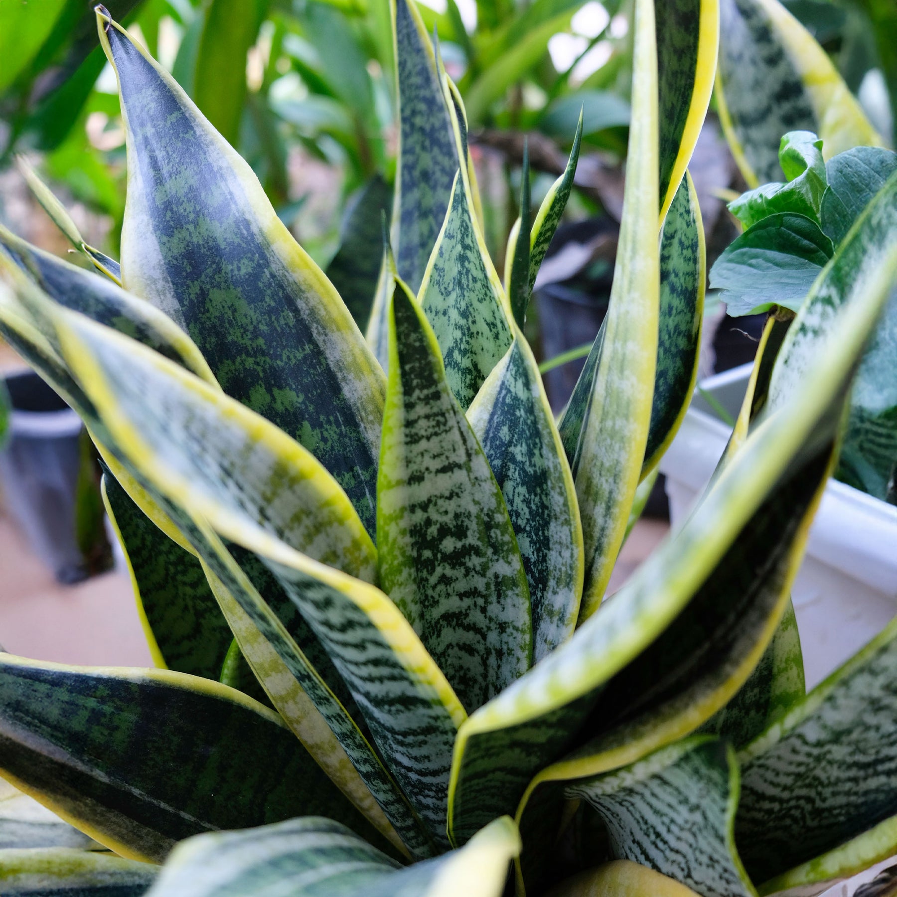 Sansevière futura Superba - Sansevieria futura Superba - Willemse
