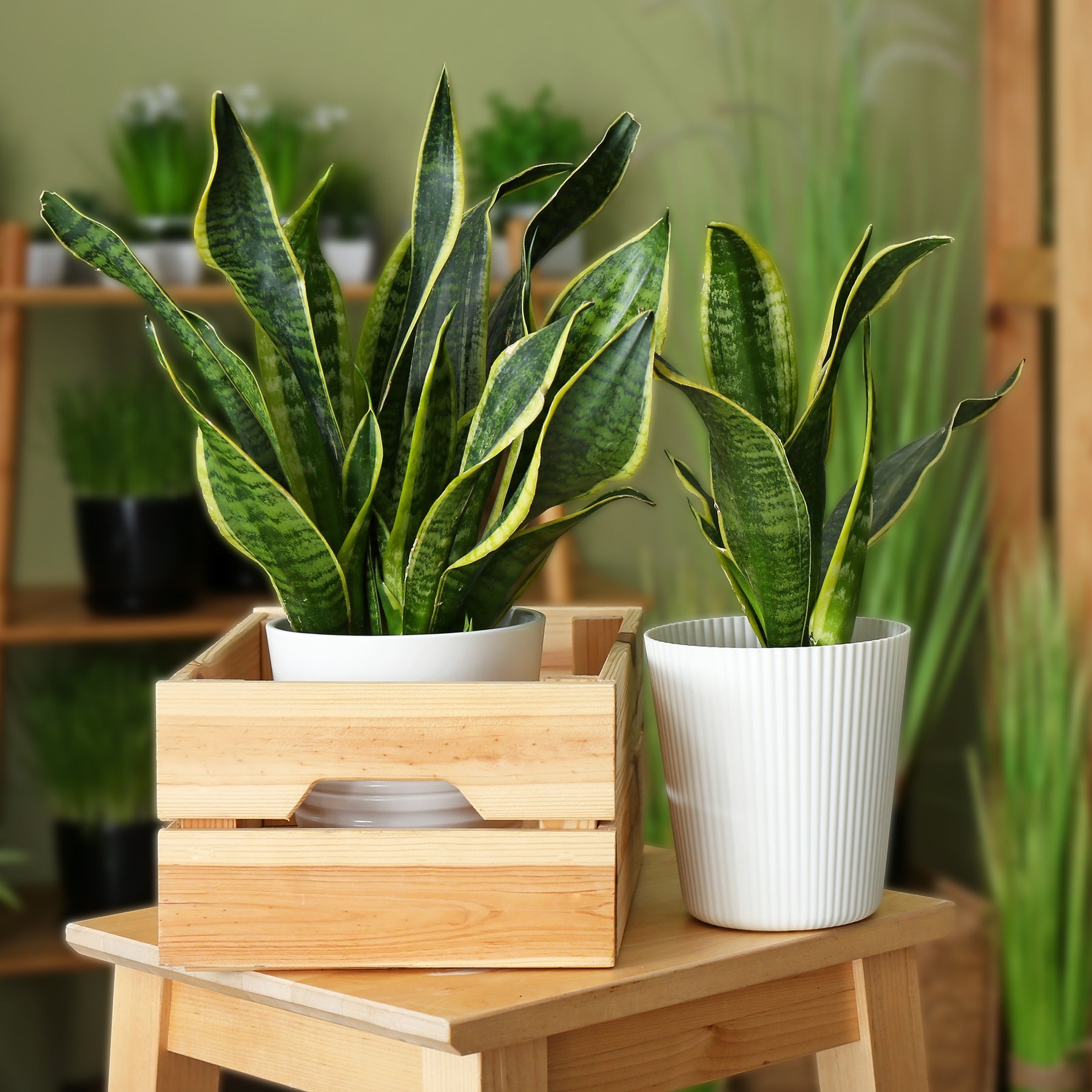 Sansevieria futura Superba - Sansevière futura Superba - Cactus et plantes grasses