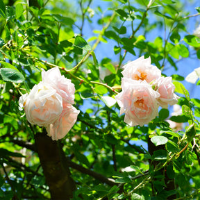 Rosa new dawn - Rosier grimpant New Dawn - Rosiers grimpants