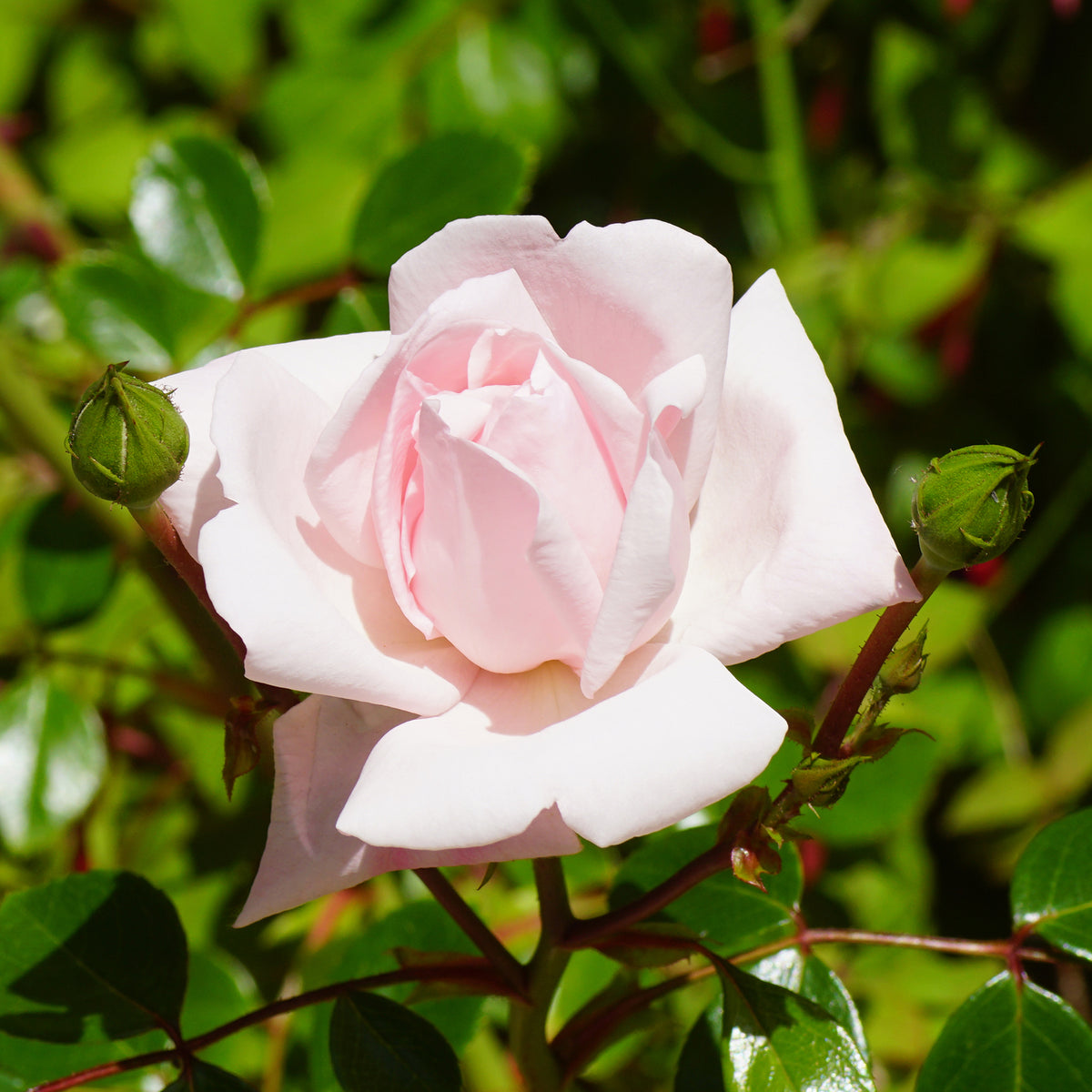Rosier grimpant New Dawn - Rosa new dawn - Willemse