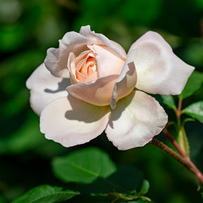 Rosiers grimpants - Rosier grimpant New Dawn - Rosa new dawn