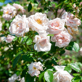Vente Rosier grimpant New Dawn - Rosa new dawn