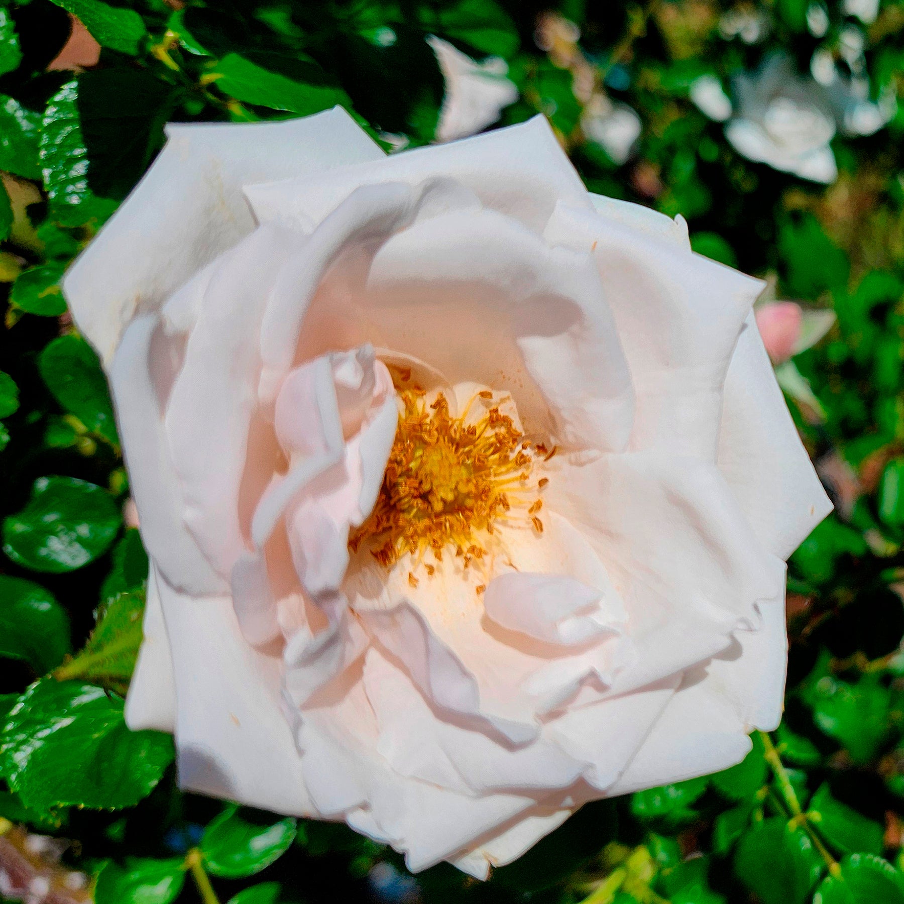Vente Rosier grimpant New Dawn