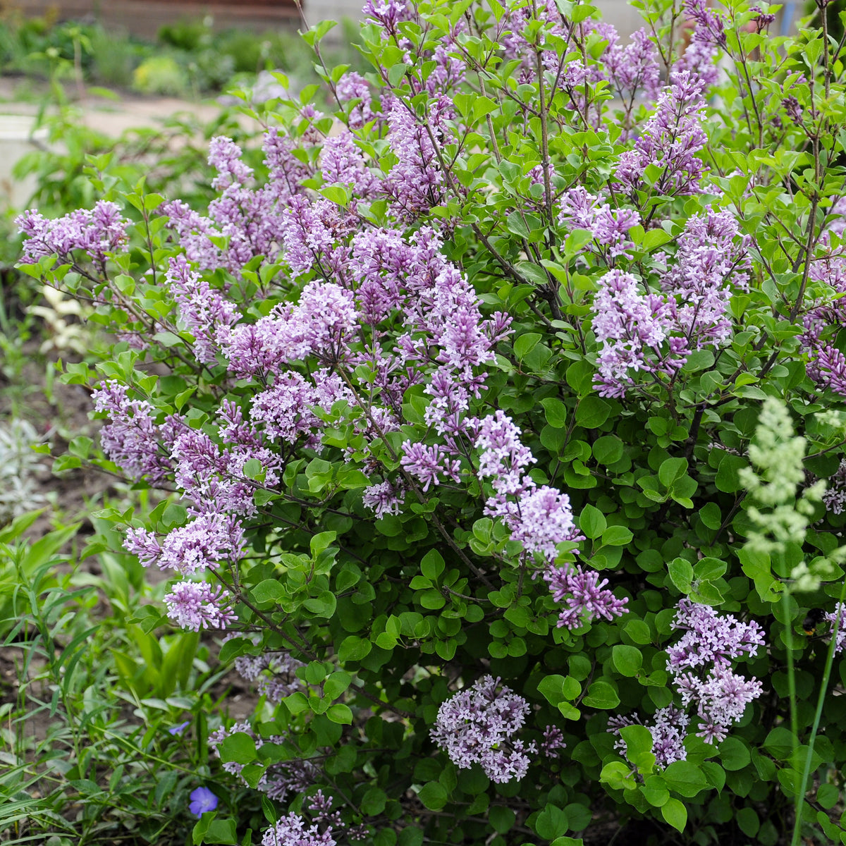 Lilas nain Dark Purple - Syringa pubescens microphylla Bloomerang Dark Purple - Willemse