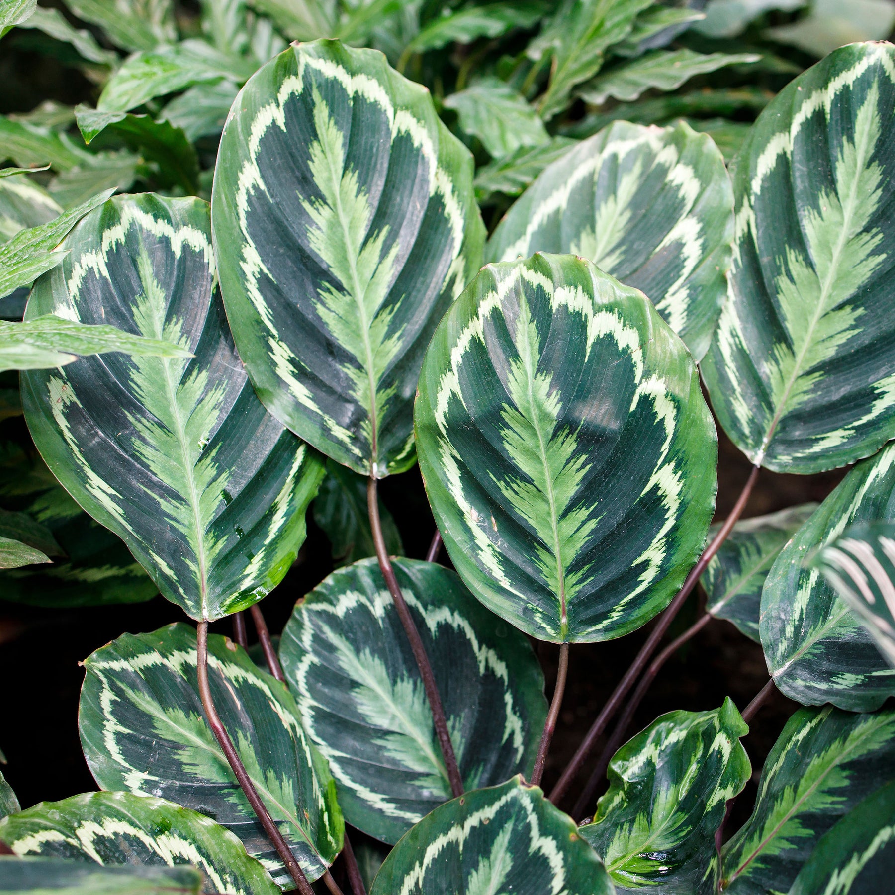 Calathea - Calathéa Medaillon - Calathea medaillon