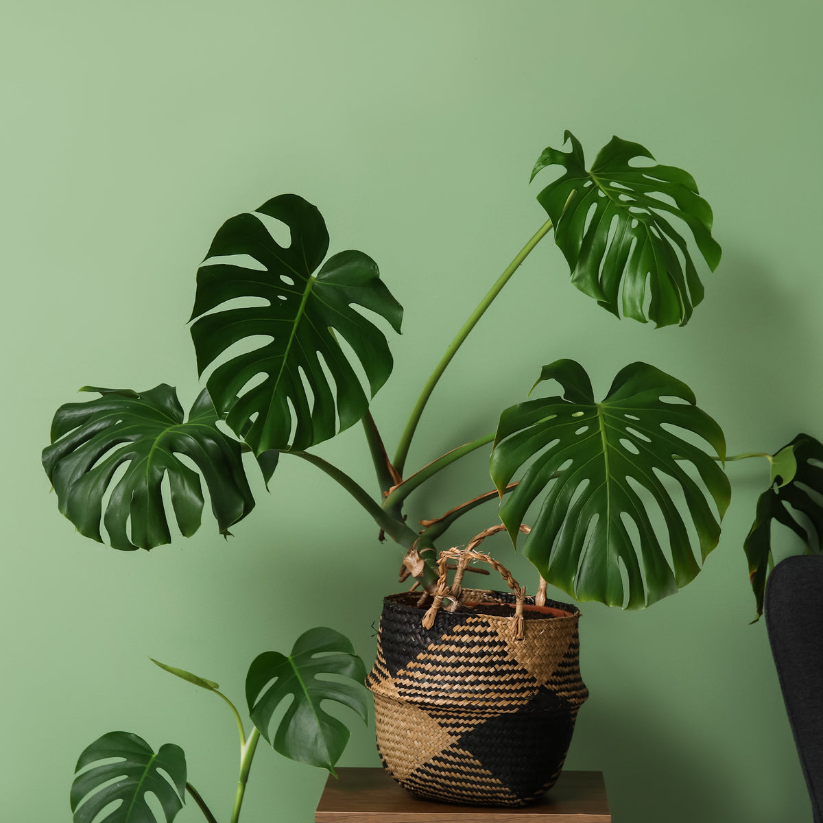 Philodendron Monstera deliciosa - Monstera deliciosa - Willemse