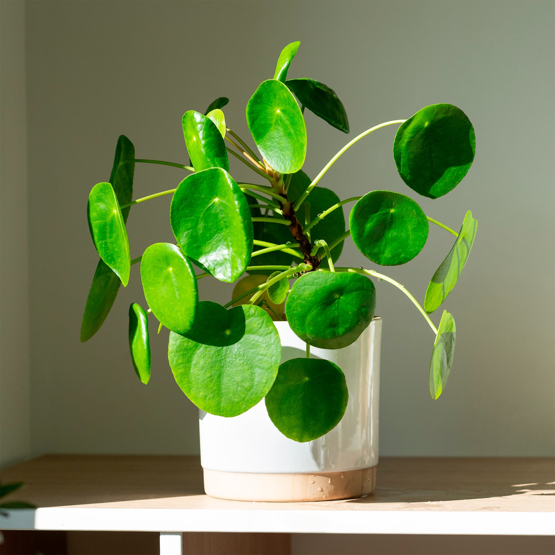 Pilea peperomioides - Pilea peperomioides - Plantes vertes