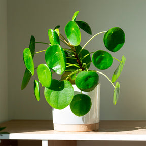 Pilea peperomioides - Pilea peperomioides - Plantes vertes