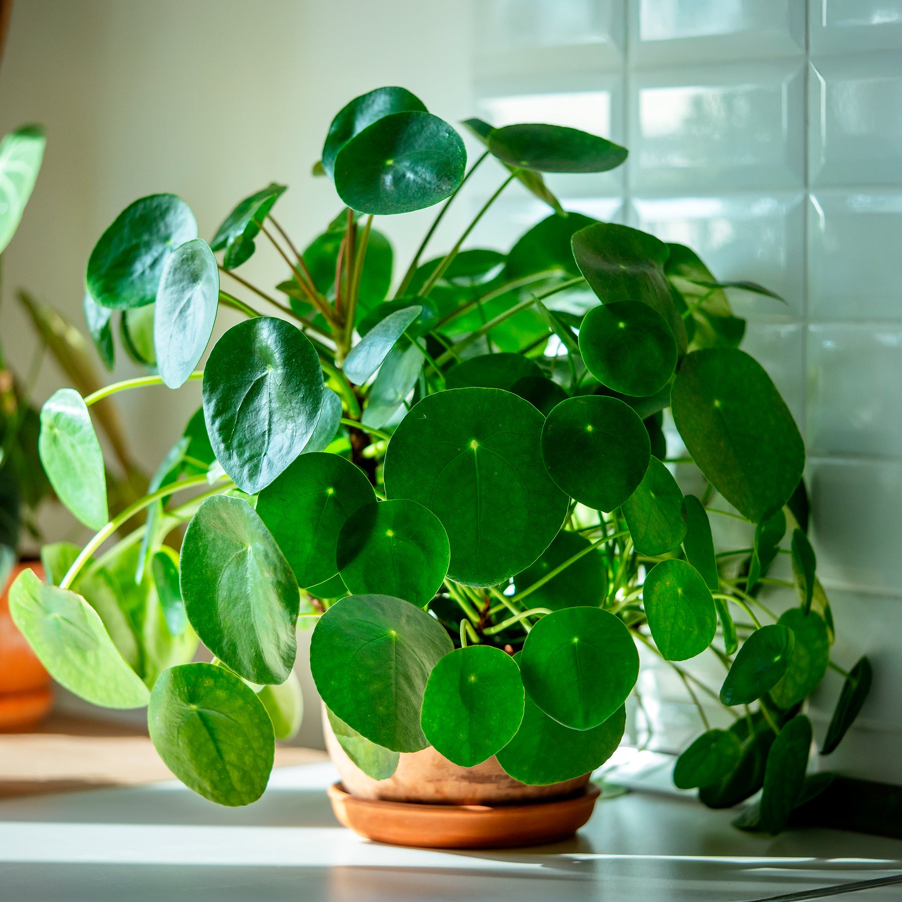 Plantes vertes - Pilea peperomioides - Pilea peperomioides