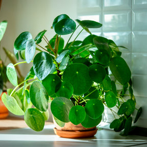 Plantes vertes - Pilea peperomioides - Pilea peperomioides