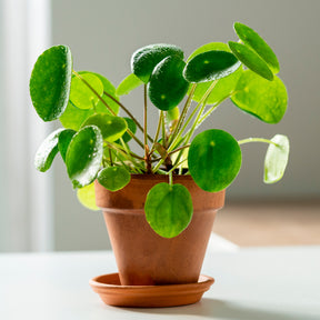 Vente Pilea peperomioides - Pilea peperomioides