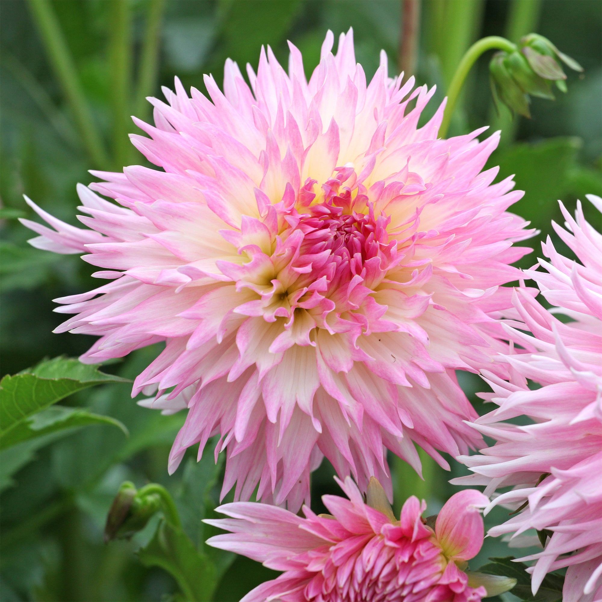 3 Dahlias cactus dentelle Nadia Ruth