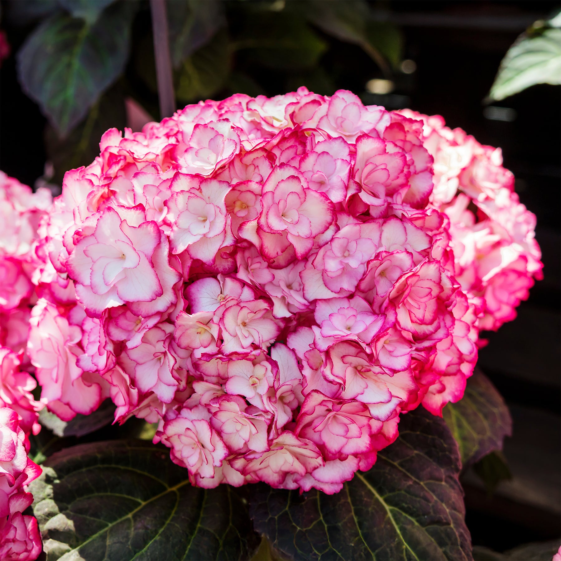 Hydrangea macrophylla miss saori (h2002) - Hortensia Miss Saori - Hortensia à grandes feuilles