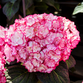Hydrangea macrophylla miss saori (h2002) - Hortensia Miss Saori - Hortensia à grandes feuilles
