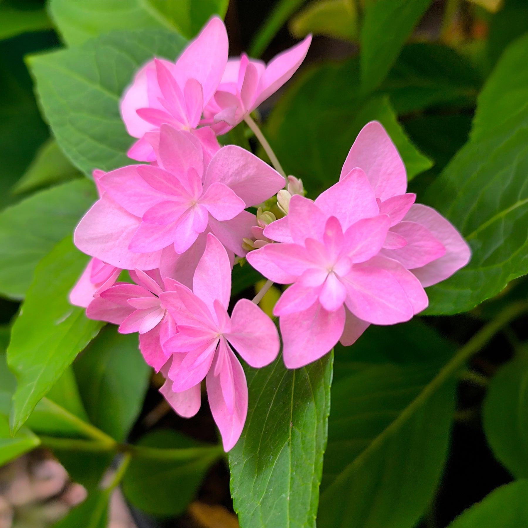 Hortensia 'Doppio Rosa'