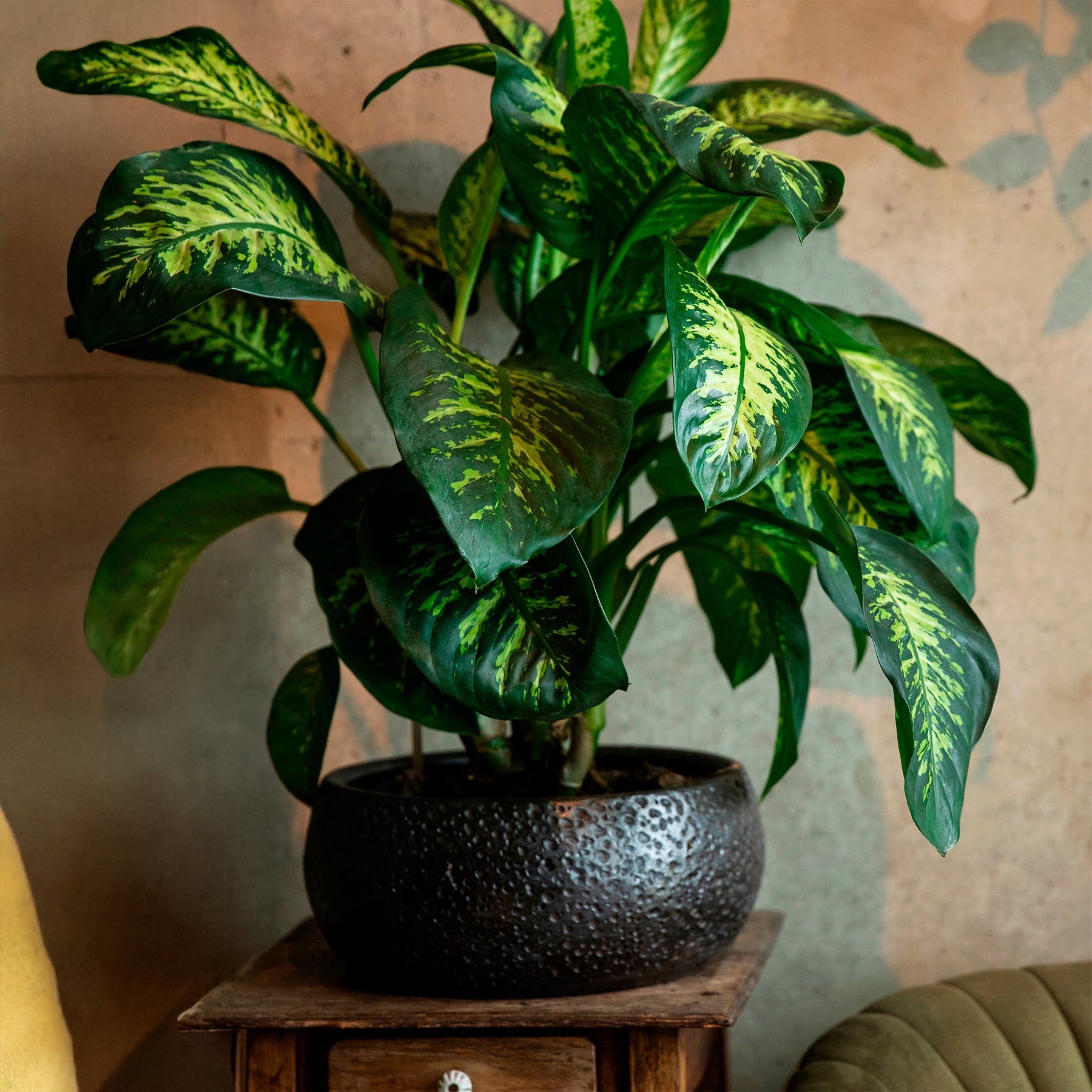 Dieffenbachia Tropic Snow - Dieffenbachia Tropic Snow - Dieffenbachia