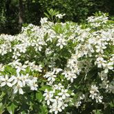 Oranger du Mexique - Willemse