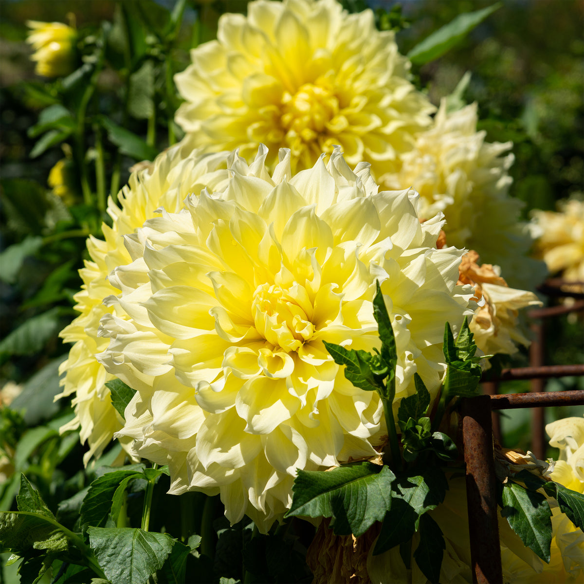 3 Dahlias Kelvin Floodlight - Willemse