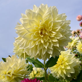 Dahlia 'kelvin floodlight' - 3 Dahlias Kelvin Floodlight - Dahlia