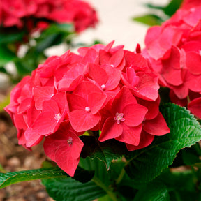 Hortensia rouge