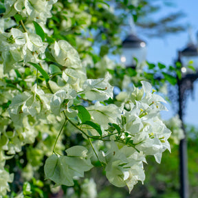 Bougainvillier Blanc