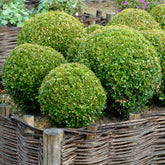 Buis boule - Willemse
