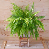 Fougère de Boston - Willemse