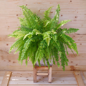 Fougère de Boston - Willemse