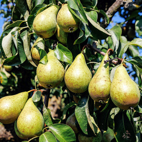 Mini fruitier - Mini-poirier Conférence - Pyrus communis Conférence