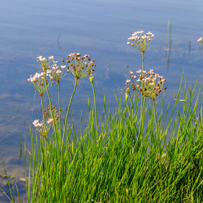Jonc - Jonc fleuri Butome en ombelle - Butomus umbellatus