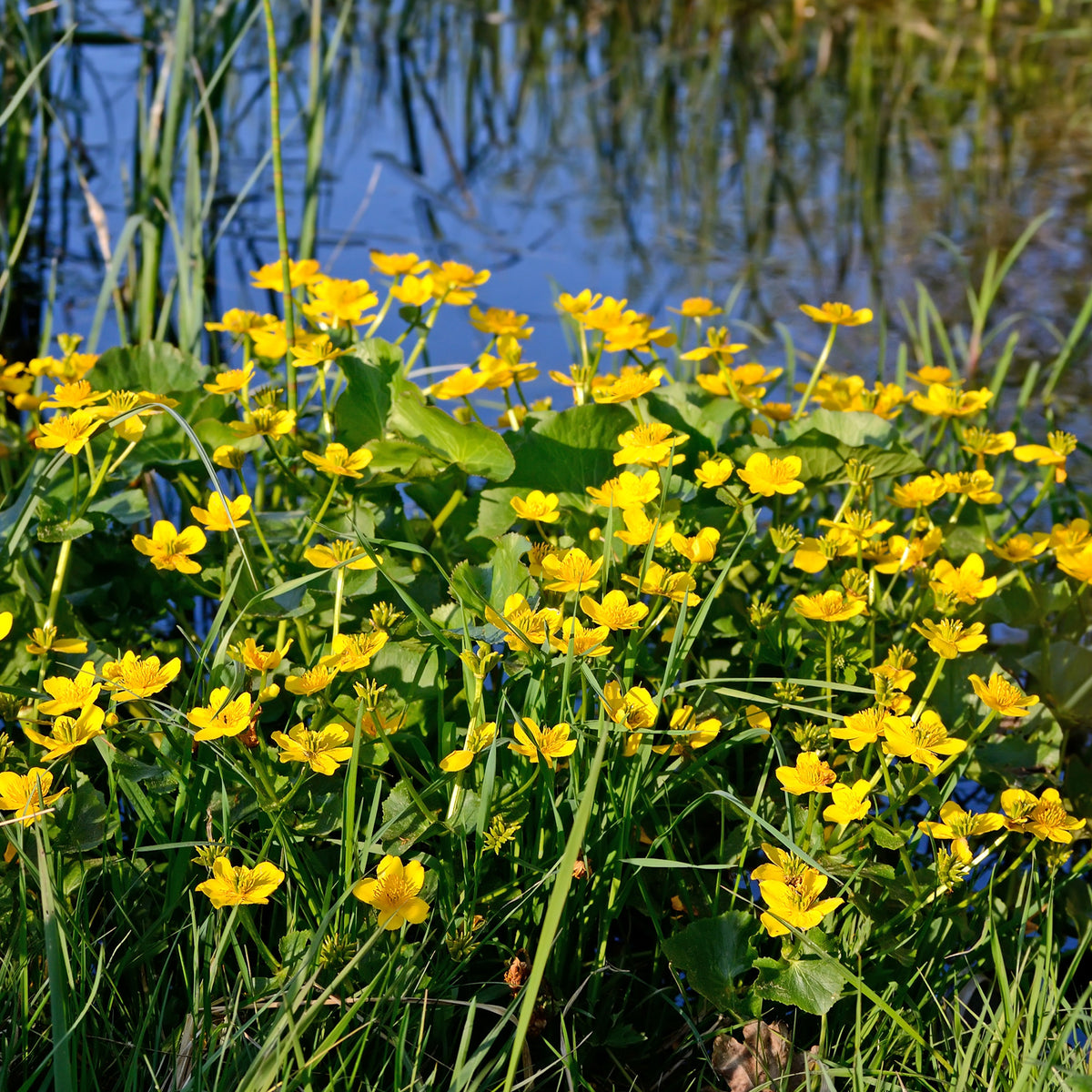 Populage des marais - Souci d'eau - Willemse