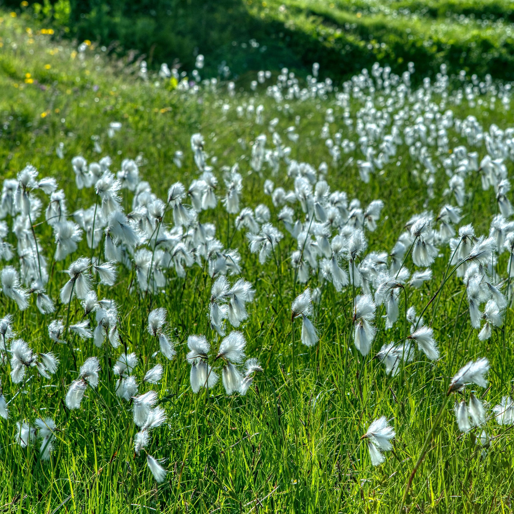 Eriophorum angustifolium - Linaigrette à feuilles étroites - Plantes de berges