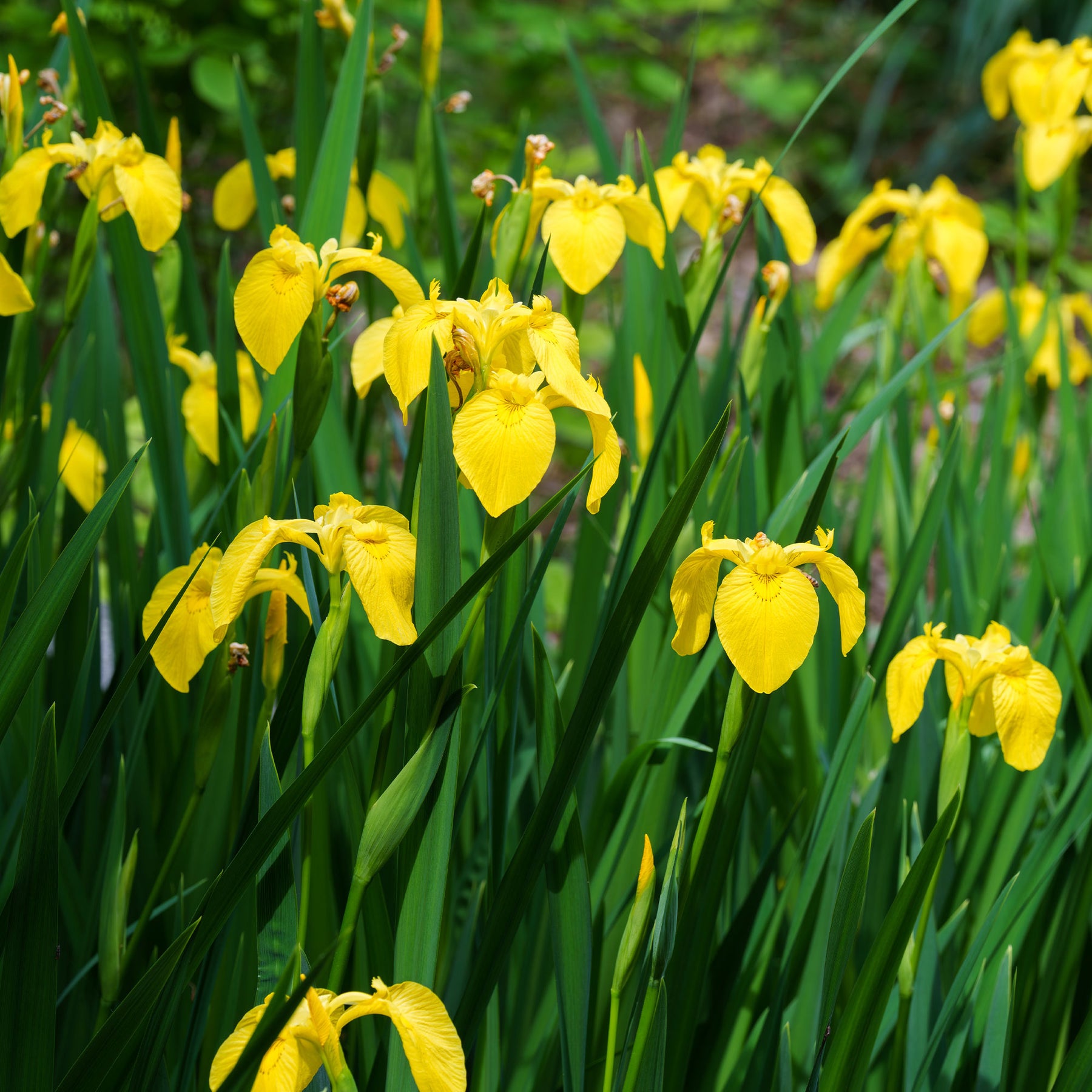Plantes de berges - Iris des marais - Iris pseudacorus