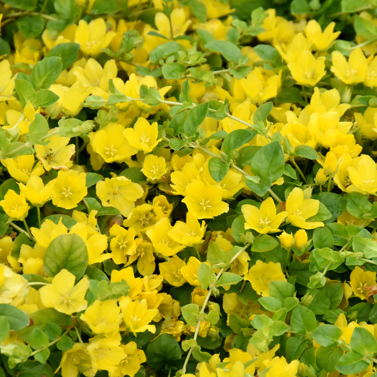 Lysimaque - Herbe aux écus - Lysimachia nummularia - Willemse