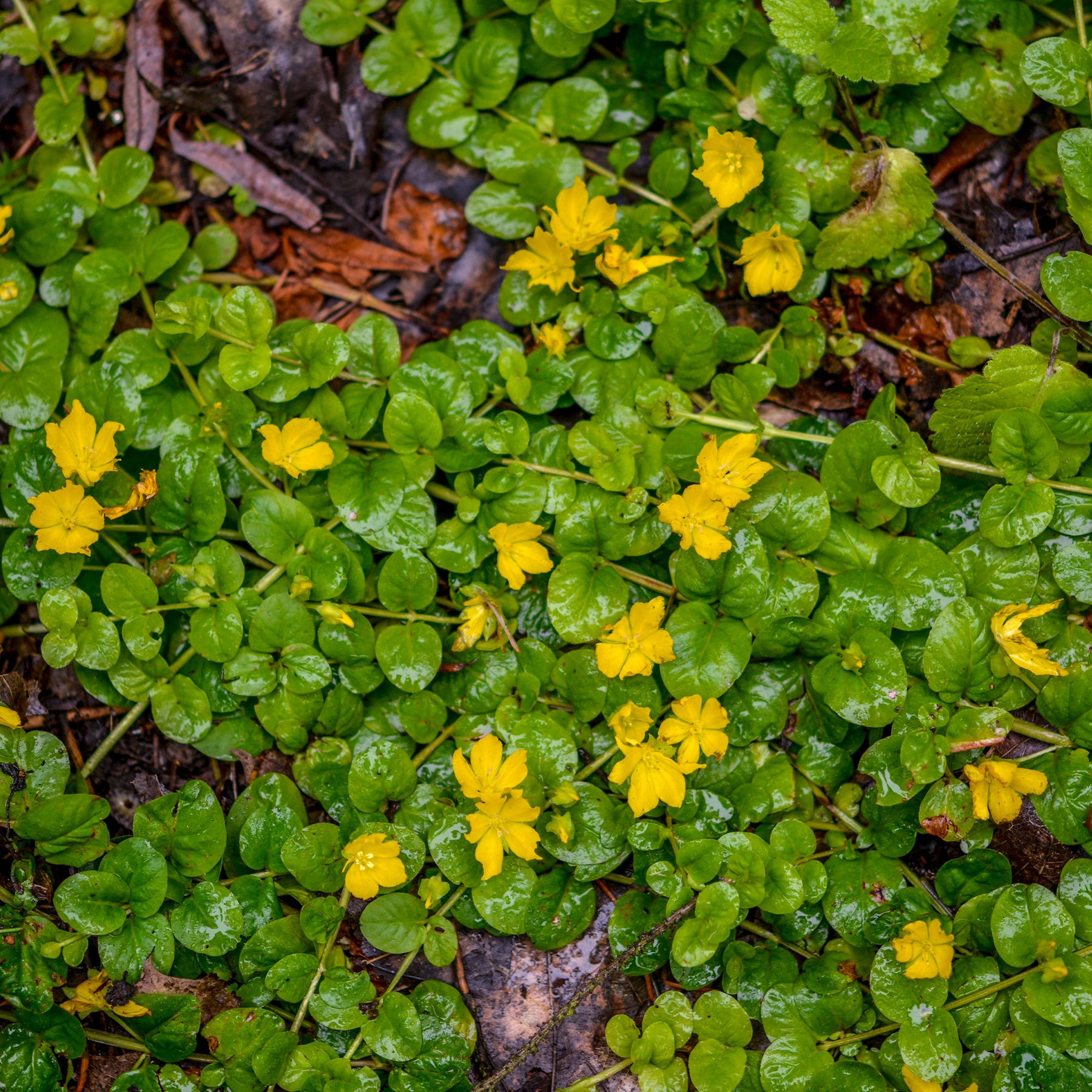 Lysimachia nummularia - Lysimaque - Herbe aux écus - Vivaces couvre-sol