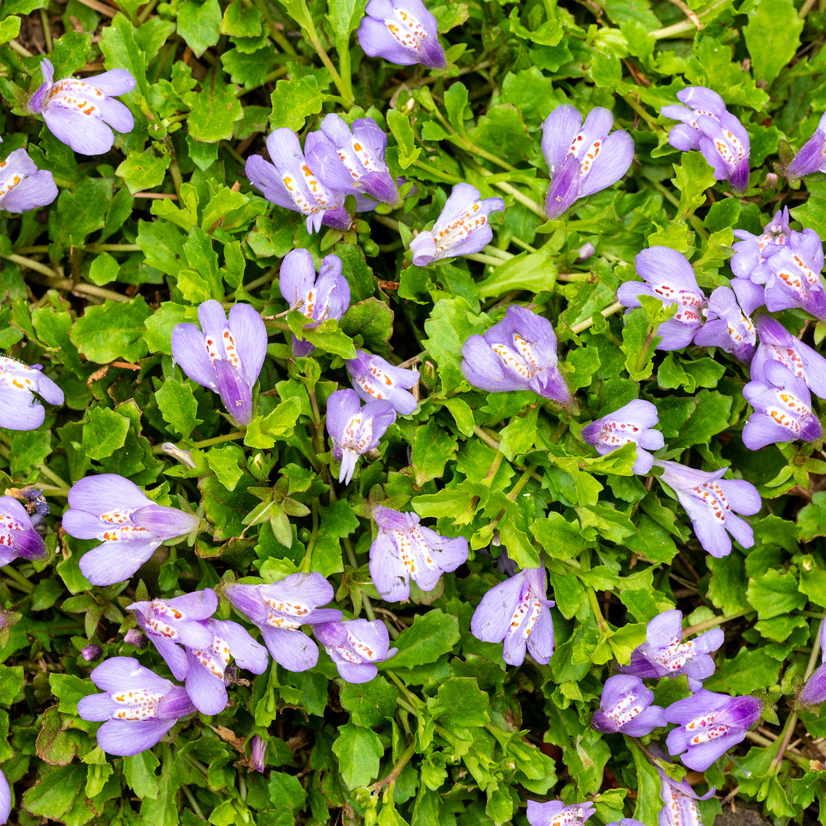 Mazus rampant - Willemse