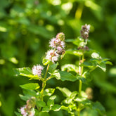 Menthe aquatique - Willemse