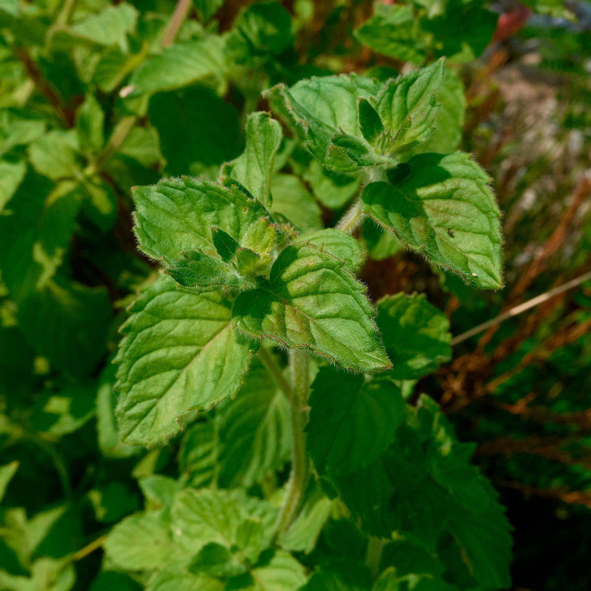 Menthe aquatique - Willemse
