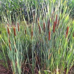 Massette à feuilles étroites - Plantes de berges - Willemse