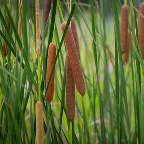 Vente Massette à feuilles étroites - Typha angustifolia