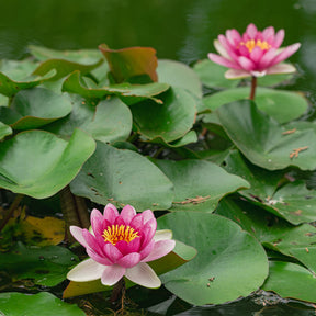 Nénuphar nain Rubra