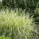 Eulalie Variegatus - Willemse