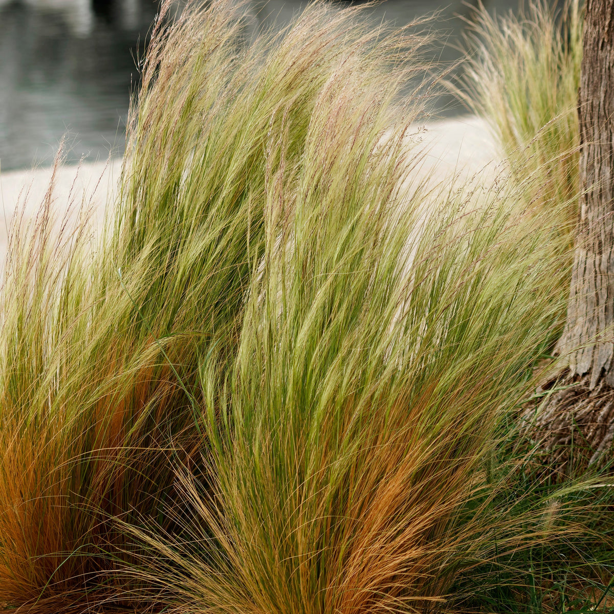 4 graminées décoratives - Muhlenbergia capillaris, Stipa tenuissima - Willemse