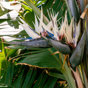 Oiseau du paradis - Strelitzia nicolai