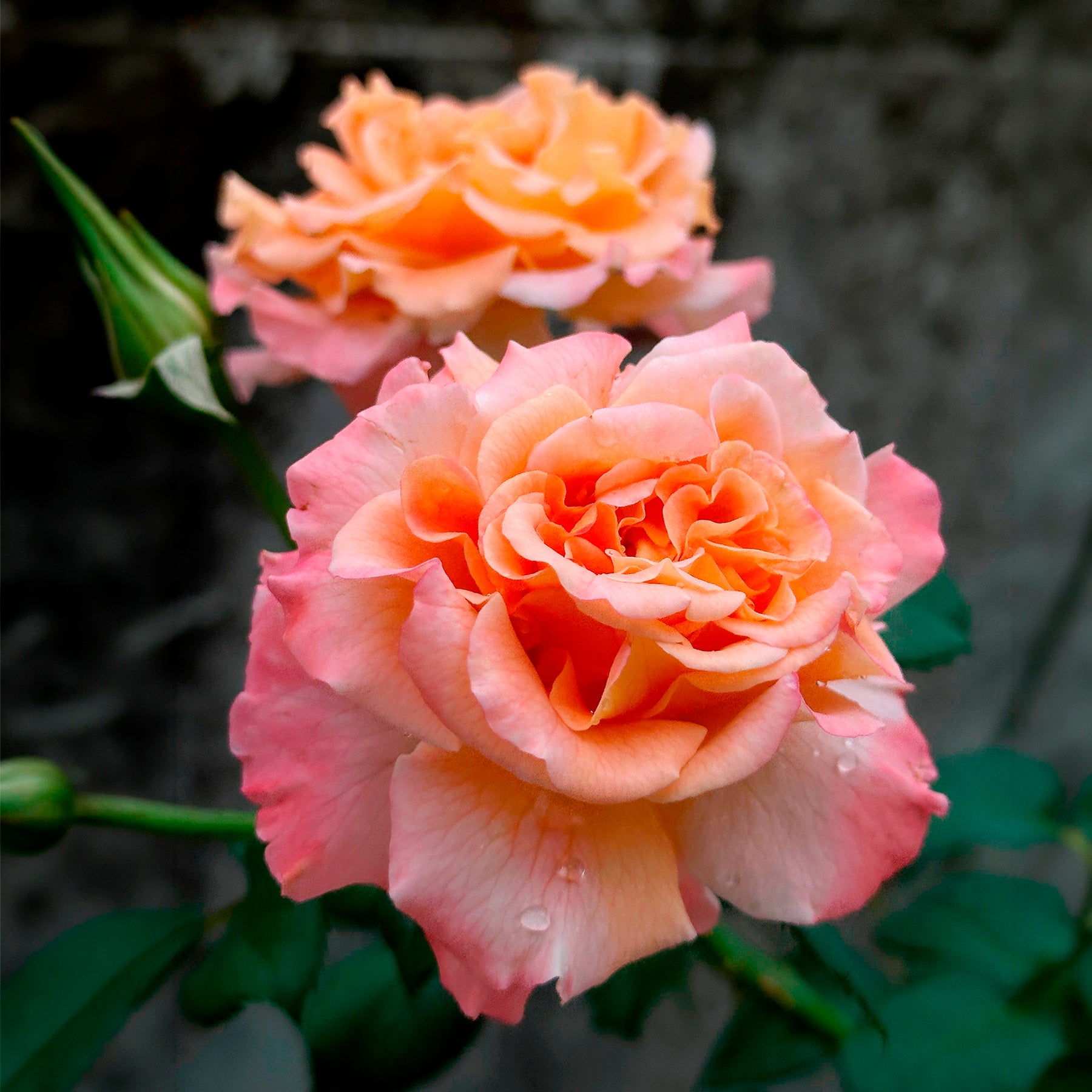 Rosier buisson Augusta Louise - Willemse
