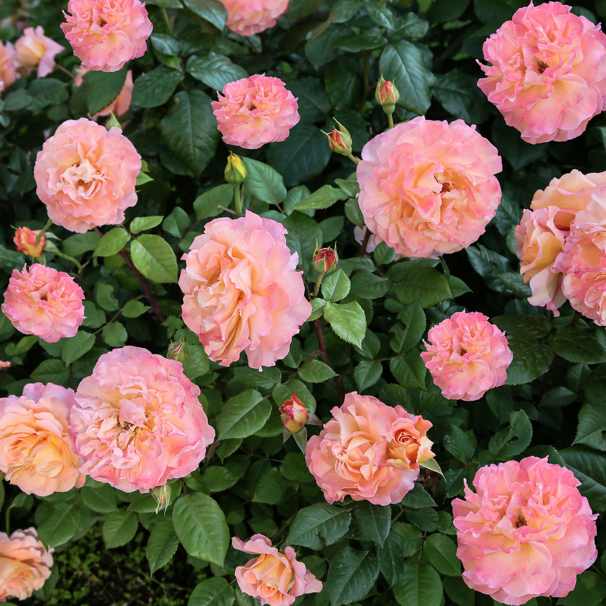 Rosier buisson Augusta Louise - Rosa augusta louise - Willemse