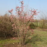 Viorne Rose - Willemse