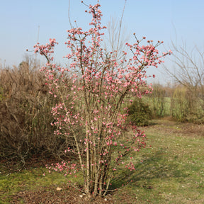 Viorne Rose - Willemse